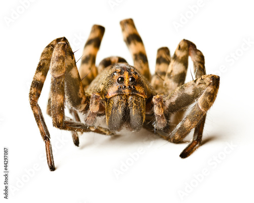 Close up of wolf spider on white background