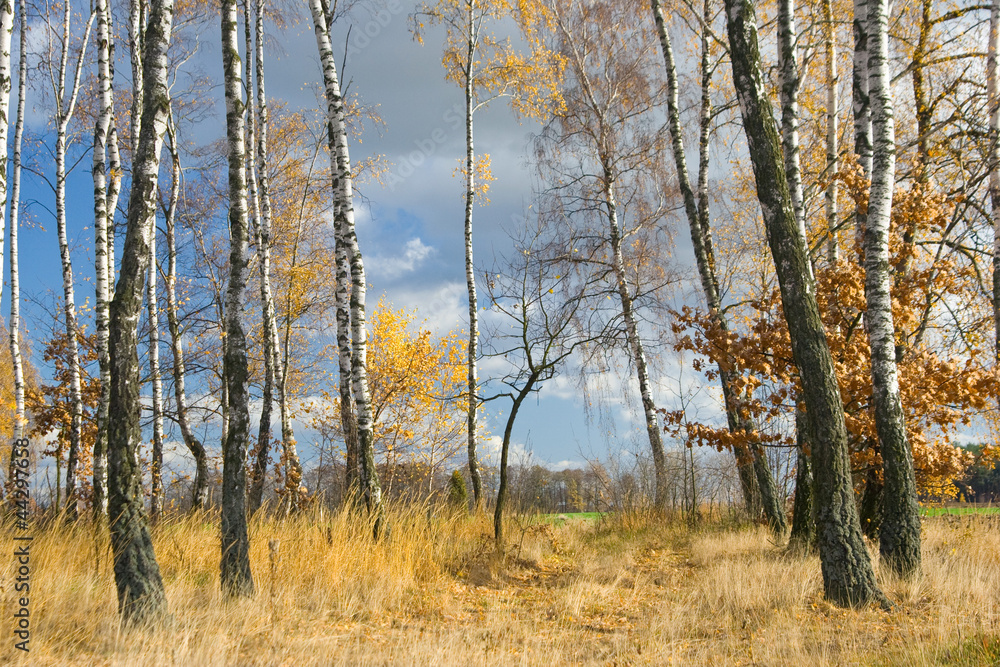 Autumn agricultural landscape Autumn agricultural landscape