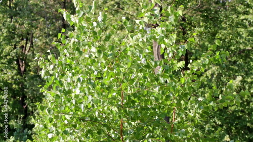 Birch tree on the wind