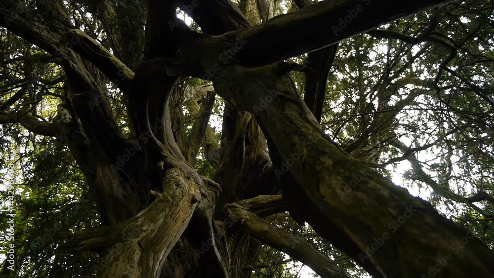 Spooky tree branches. Camera move then hold. Spooky tree branches. Camera move then hold.