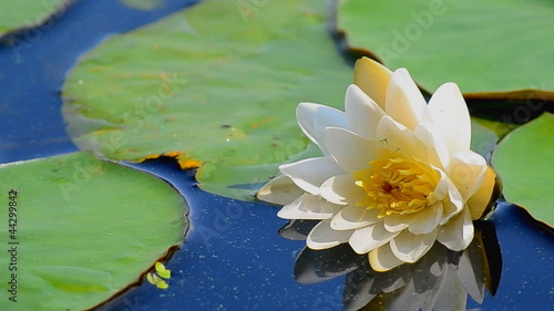 lotus flower