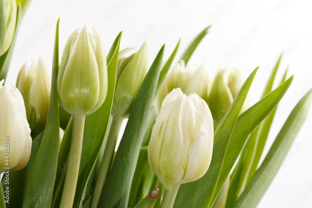 Fototapeta premium nice tulips