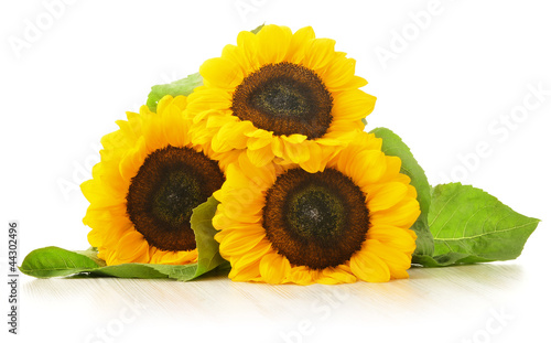 Fototapeta Naklejka Na Ścianę i Meble -  Composition with sunflowers isolated on white background