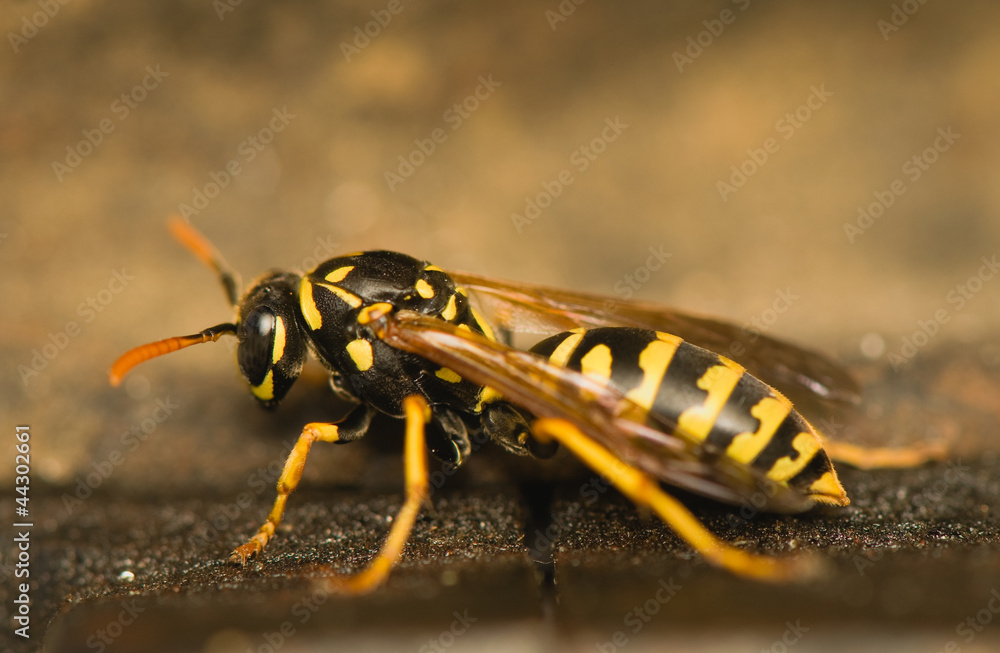 Wasp