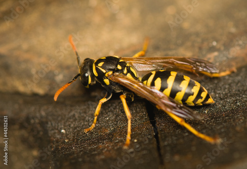 Wasp