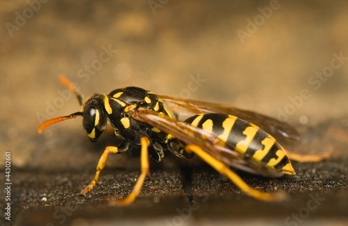 Obraz na płótnie Wasp w salonie