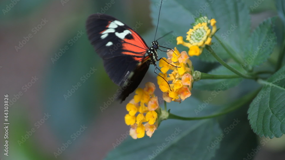 Closeup of butterfly on a flower in garden Closeup of butterfly on a flower in garden