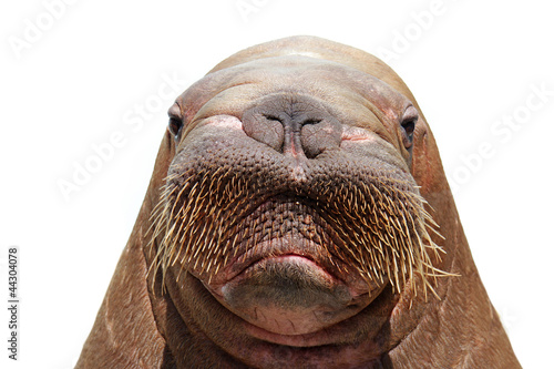 walrus head isolated over white