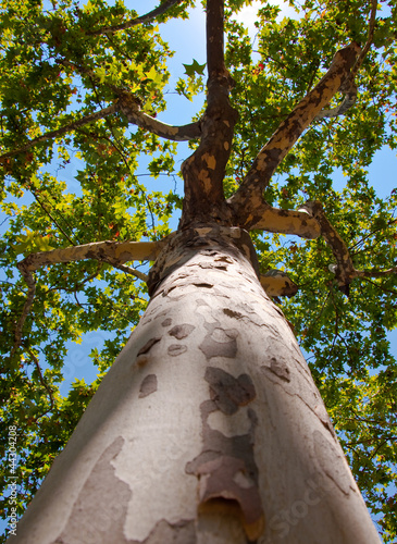 Tree in Ciutadella Park. Barcelona.