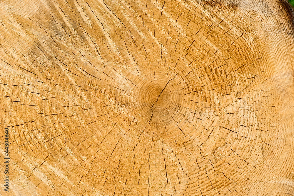 Fototapeta premium wood