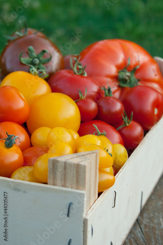 tomatoes photo