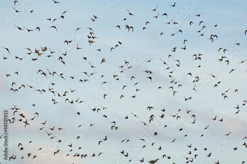 Common starling, Sturnus vulgaris