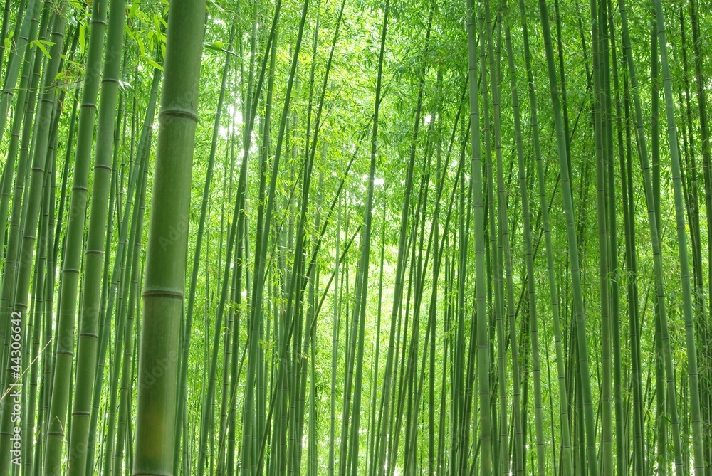 Naklejka premium Zielony bambusowy las
