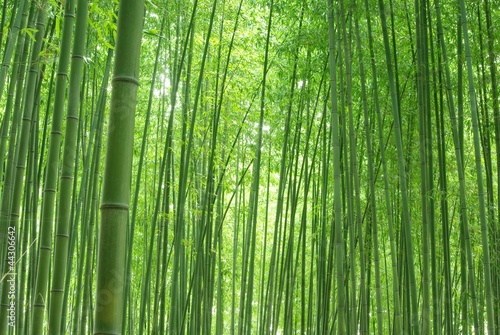 緑色の竹林