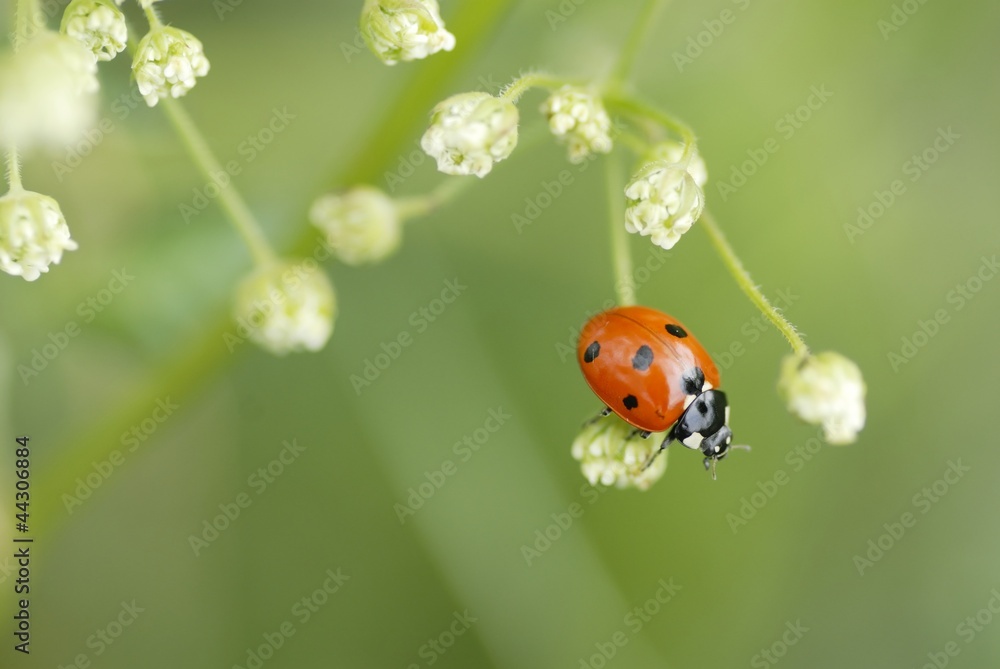Macro Ladybird Climbing on Foliage. Macro Ladybird Climbing on Foliage.