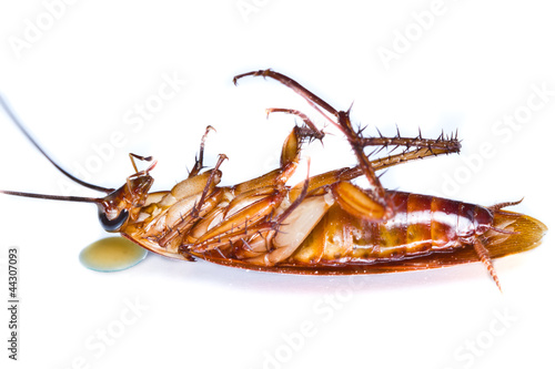 Close up of a death cockroach on white background