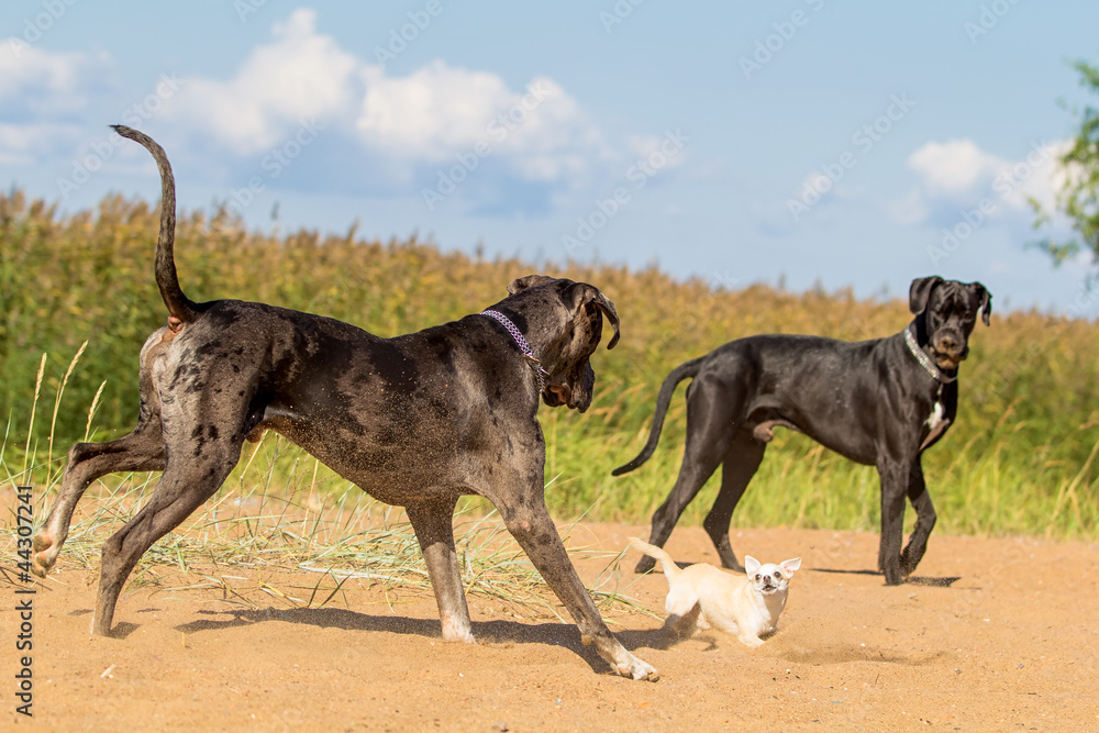 Two big dogs play with little dog. Two big dogs play with little dog.