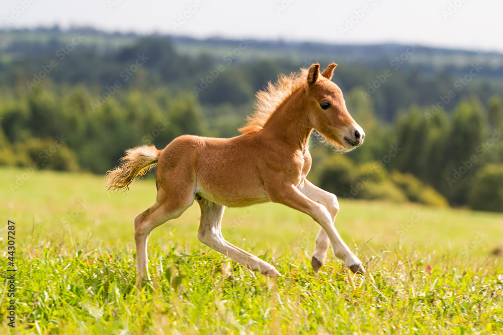 Photo & Art Print foal mini horse Falabella