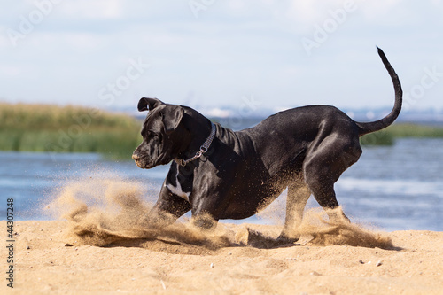 Black mastiff dog playing on the beach.