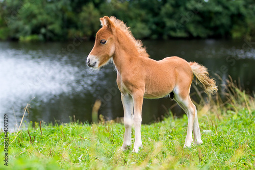 Fotografie foal mini horse Falabella