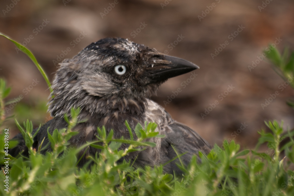 Fototapeta premium kawka