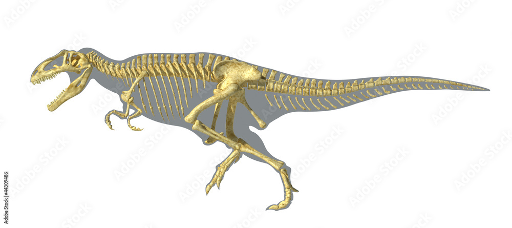 Gigantosaurus dinosaurus full photo-realistic skeleton, on body Gigantosaurus dinosaurus full photo-realistic skeleton, on body