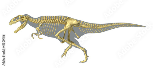 Gigantosaurus dinosaurus full photo-realistic skeleton, on body © matis75