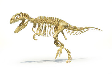Poster Dinosaurus Gigantosaurus skelet wetenschappelijke weergave  © Pixelchaos