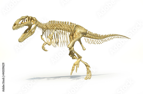 Gigantosaurus dinosaurus full photo-realistic skeleton  scientif