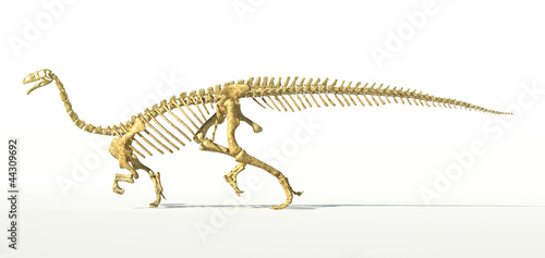 Plateosaurus dinosaur, full photo-realistic skeleton, scientific photo