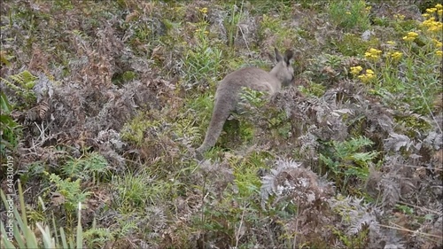 Australiens Wallabys photo