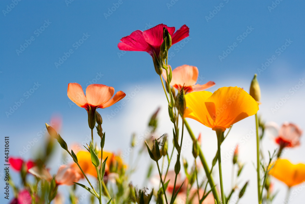 Wild flowers under a blue sky Wild flowers under a blue sky