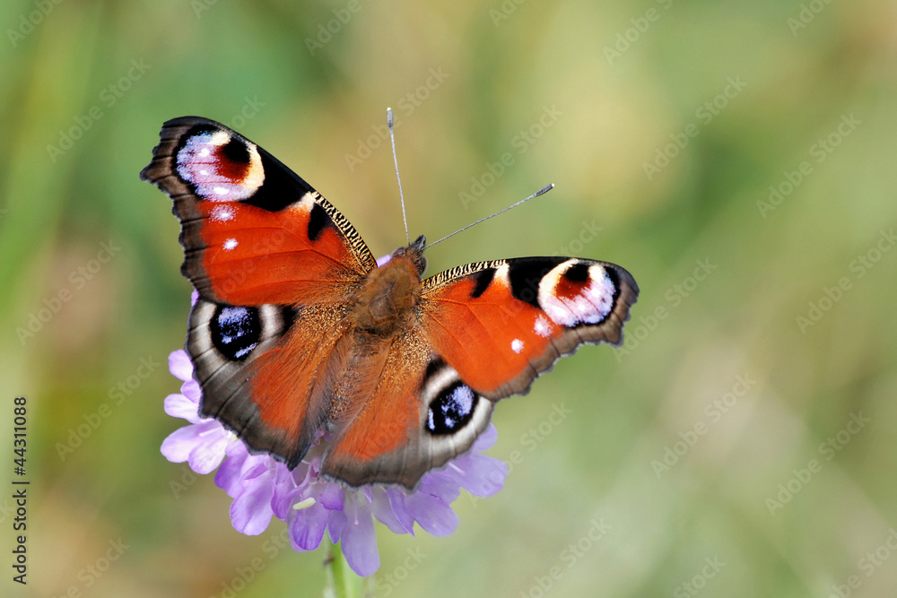 Obraz premium Peacock Butterfly (Inachis io)