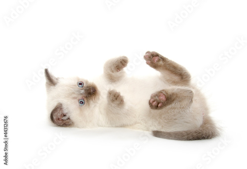 cute kitten laying down