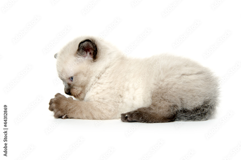 Kitten laying down Kitten laying down