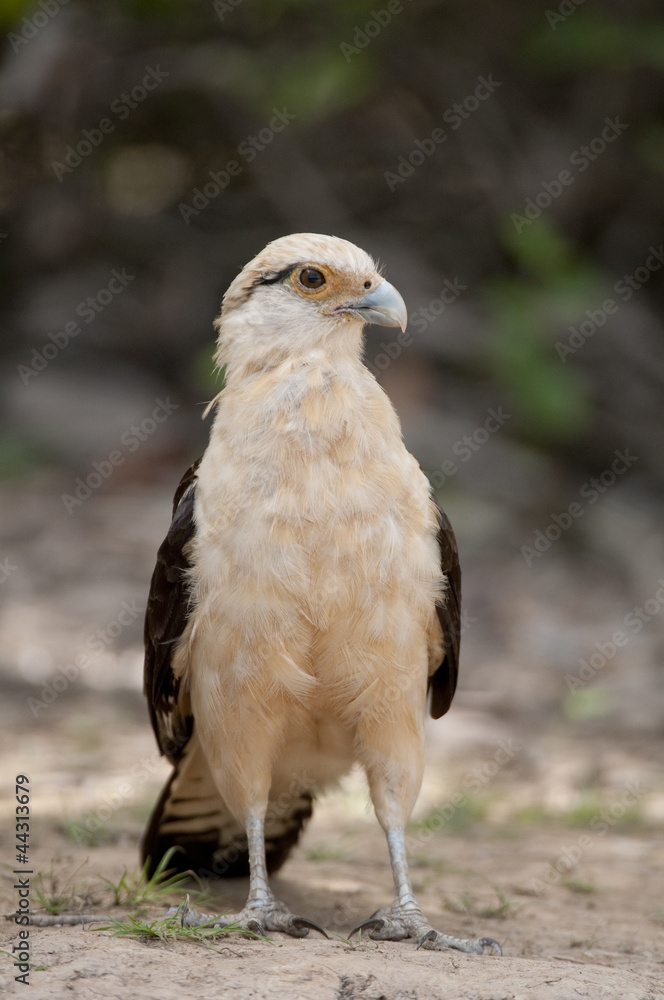 Yellow-headed Caracara Yellow-headed Caracara