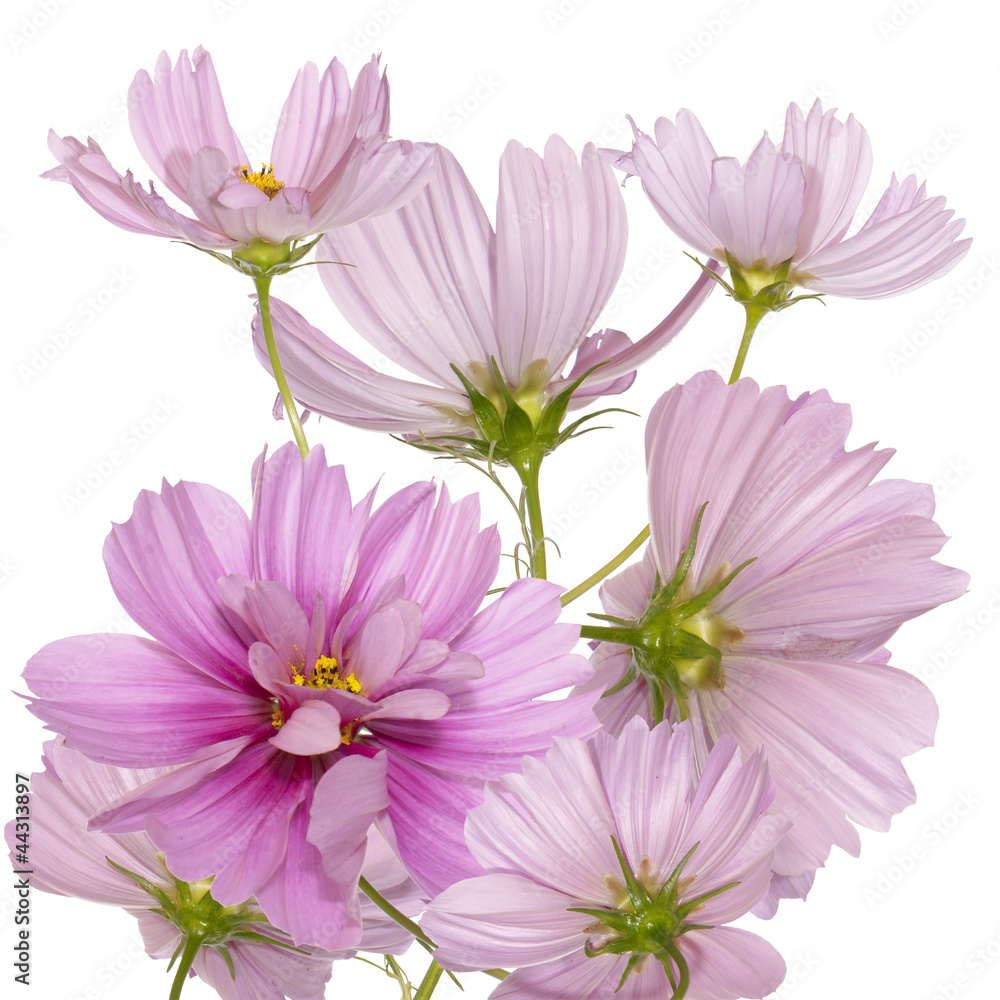 Decorative garden flowers Decorative garden flowers