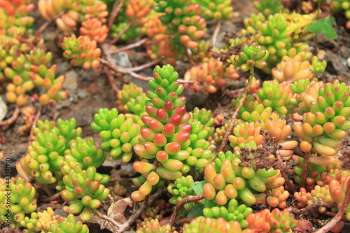 Sedum Rubrotinctum