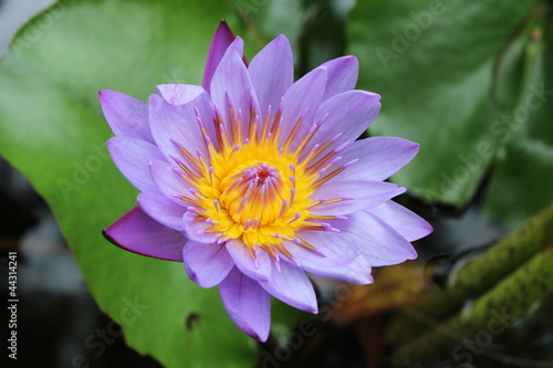 Water lily flowers blooming on pond