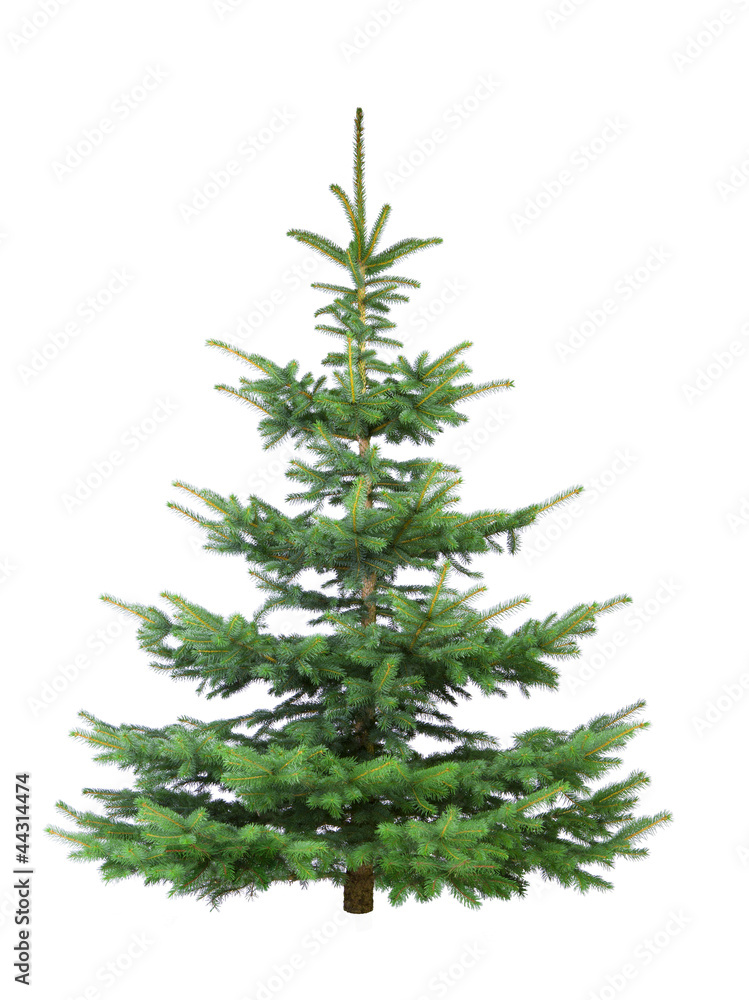 Tannenbaum Tannenbaum