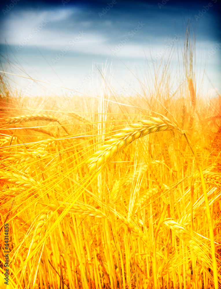 Wheat field against a blue sky Wheat field against a blue sky