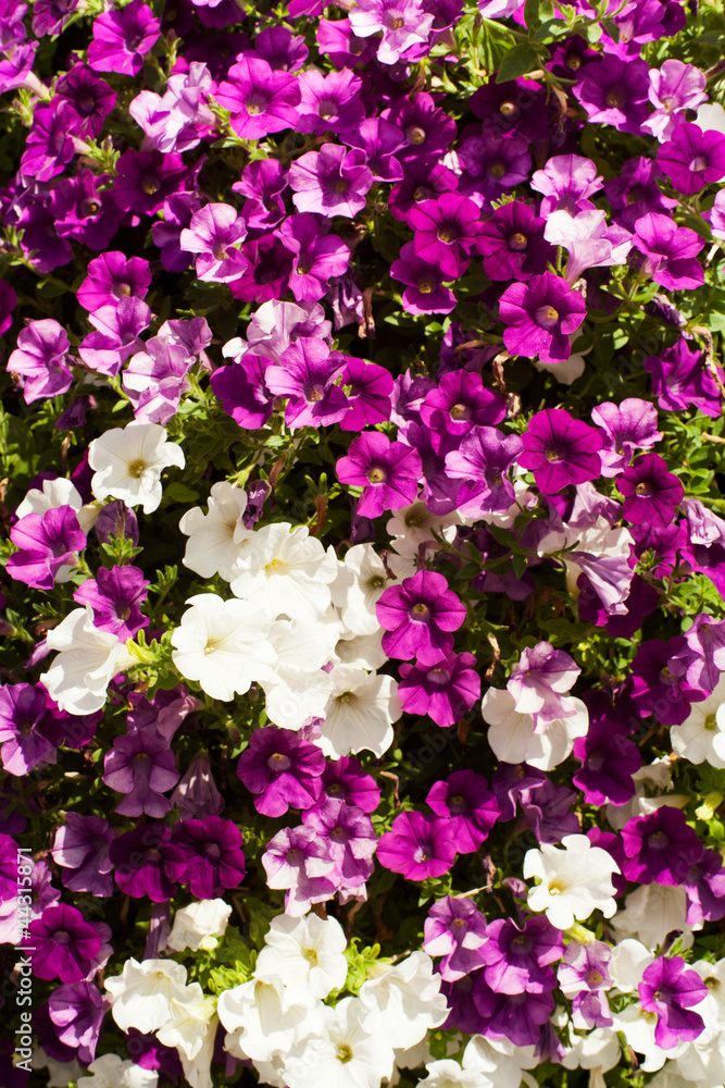 Naklejka premium Petunien