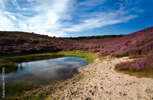 wild pond and sandy dunes covered with flowering heather