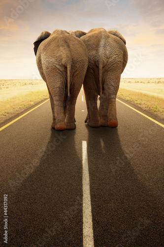 slonie-na-drodze