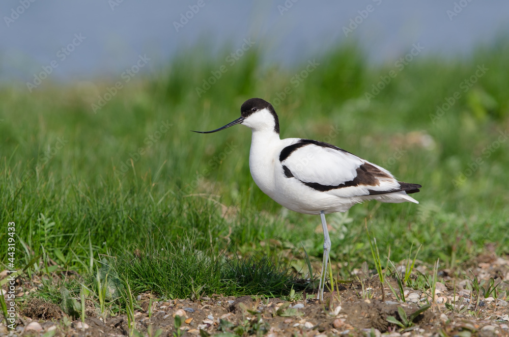 Säbelschnäbler, Pied avocet, Recurvirostra avosetta Säbelschnäbler, Pied avocet, Recurvirostra avosetta