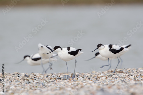 Photos Säbelschnäbler, Pied avocet, Recurvirostra avosetta