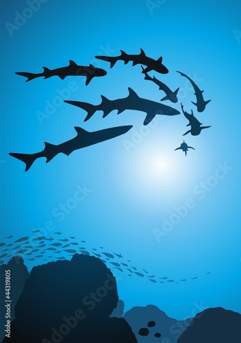 Sharks