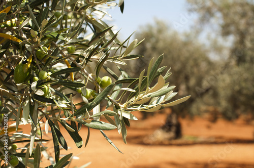Fototapeta Olive plantation and olives on branch
