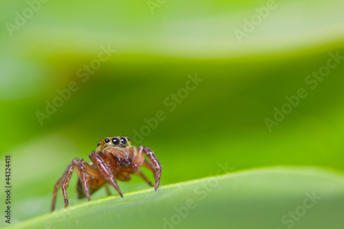 Jumper spider on green leaf