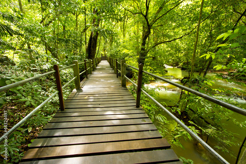 green forest, bridge walk to tropical humid green forest #44324497